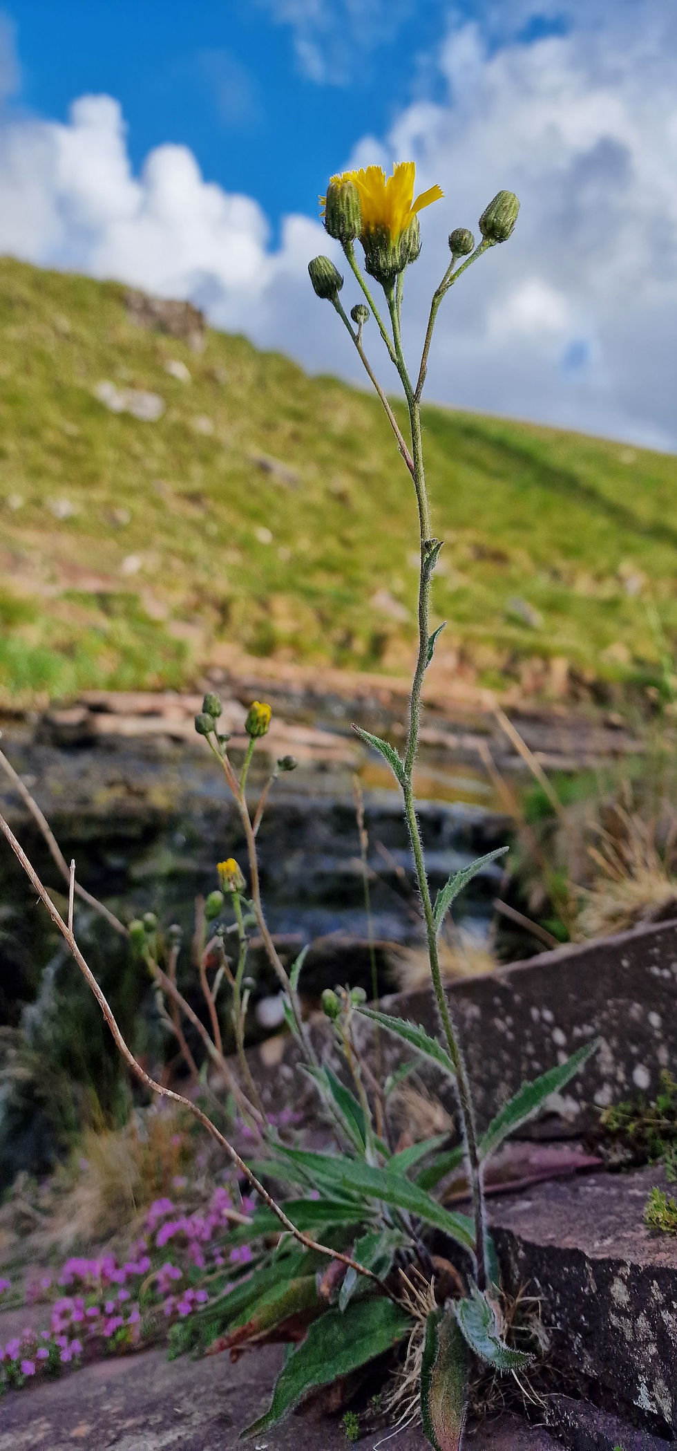 Hieracium cacuminum