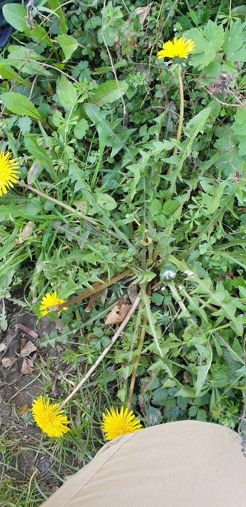 Taraxacum aequilobum