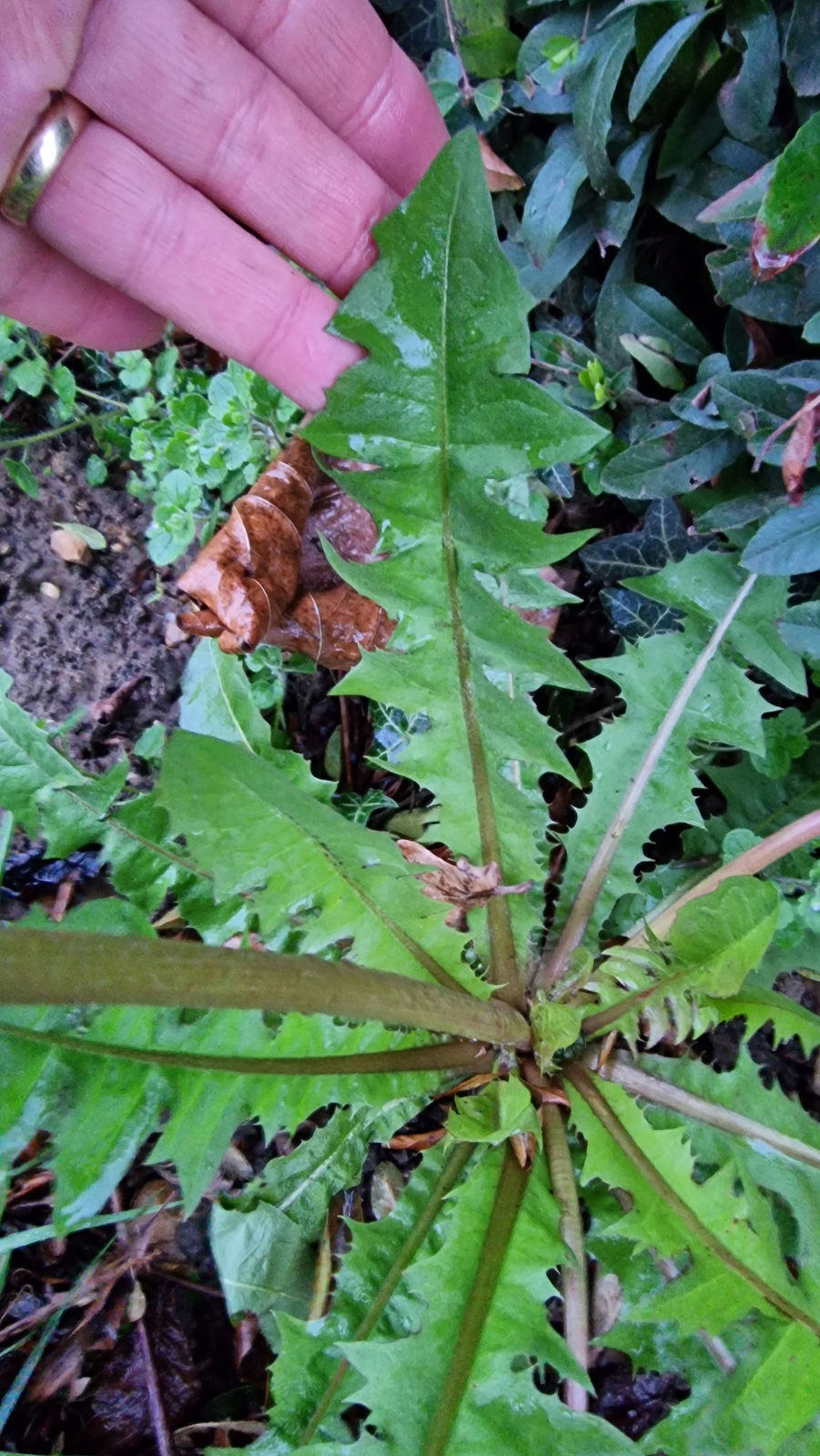 Thumbnail: Taraxacum laciniosifrons