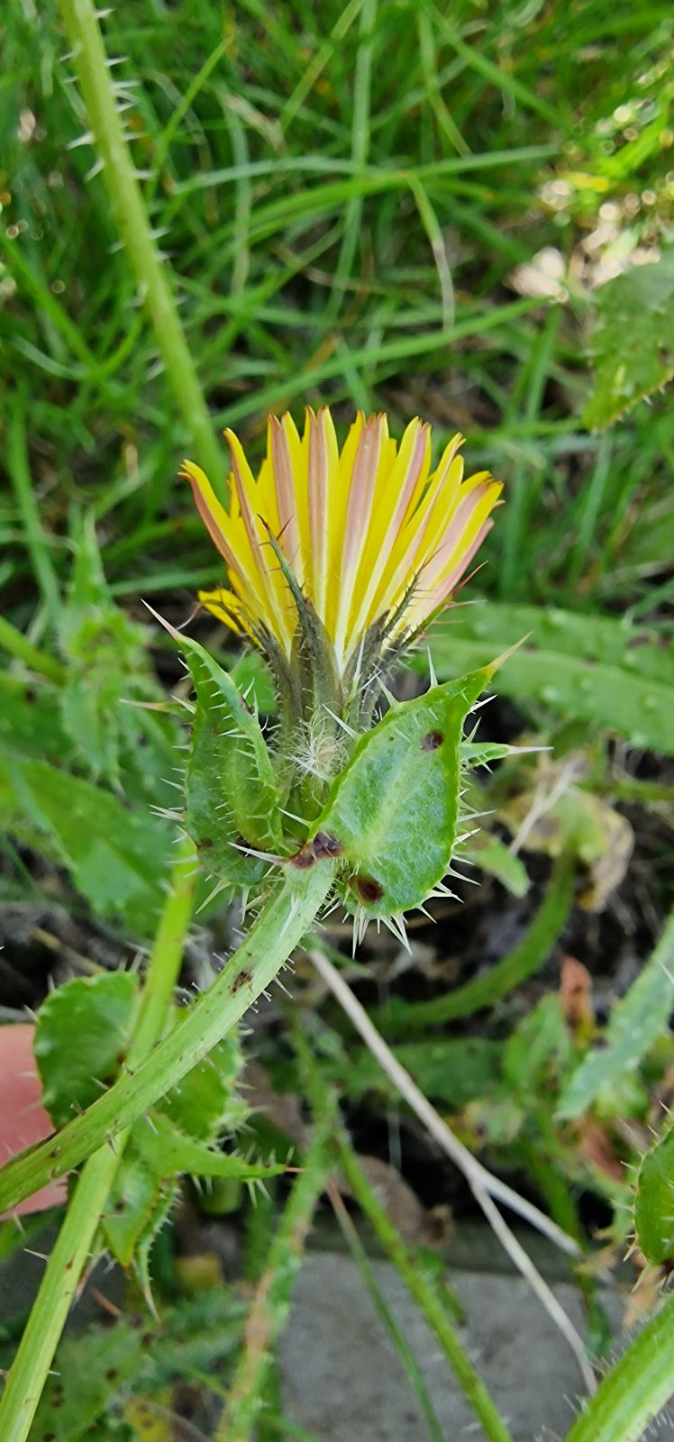 Thumbnail: Helminthotheca echioides Bristly Oxtongue