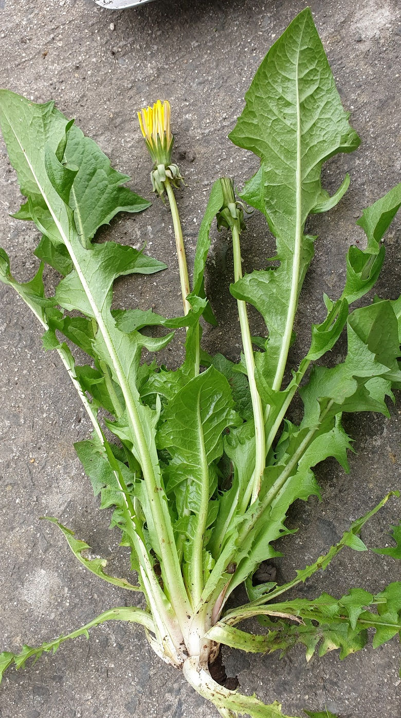 Thumbnail: Taraxacum ekmanii