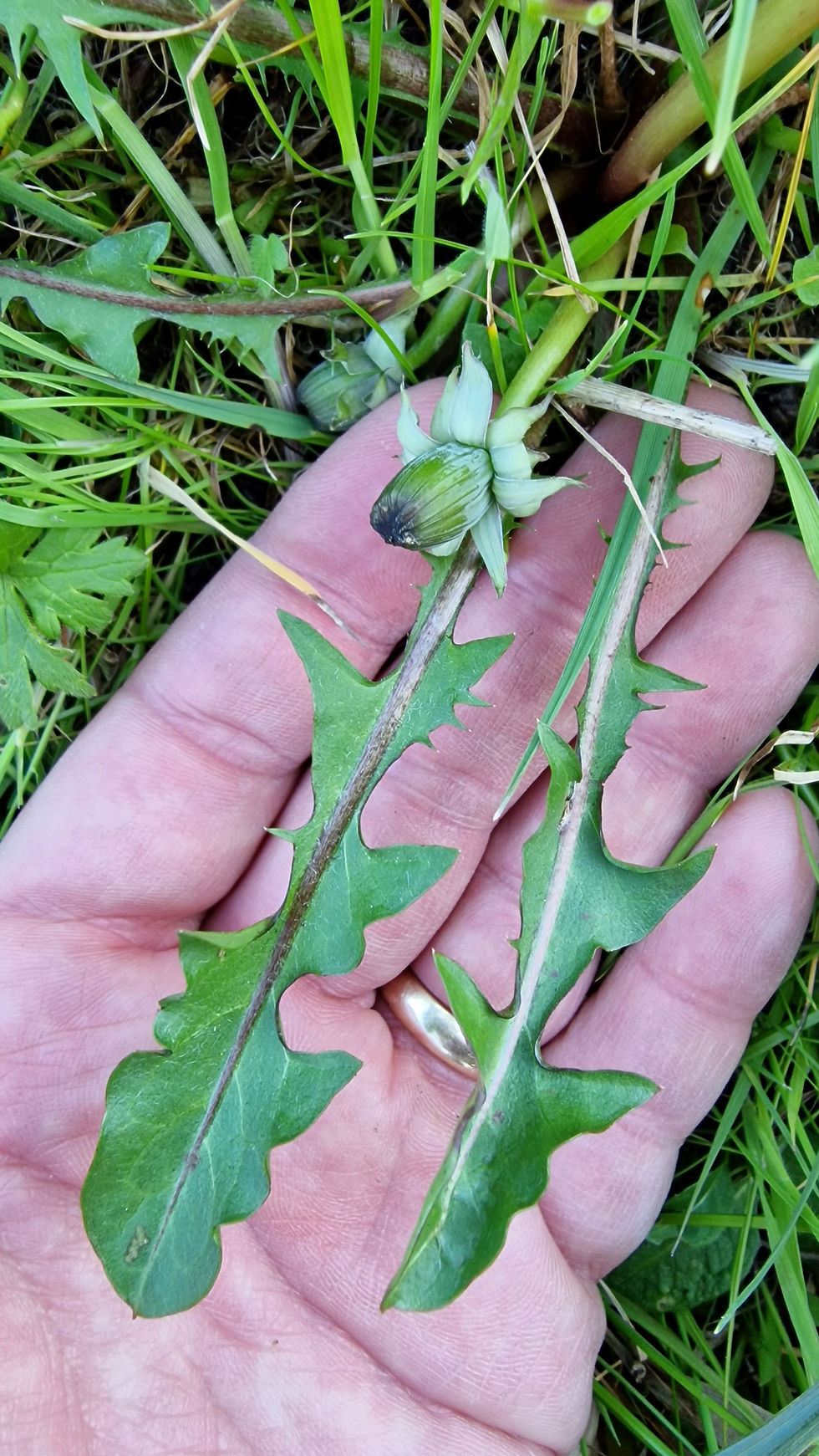 Thumbnail: Taraxacum fulgidum