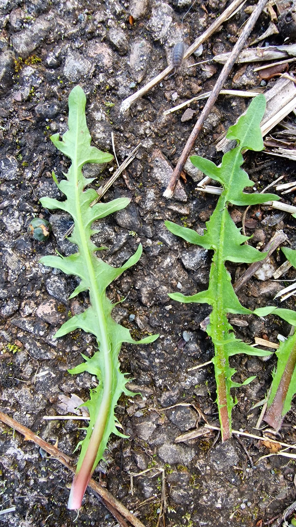 Thumbnail: Taraxacum celticum