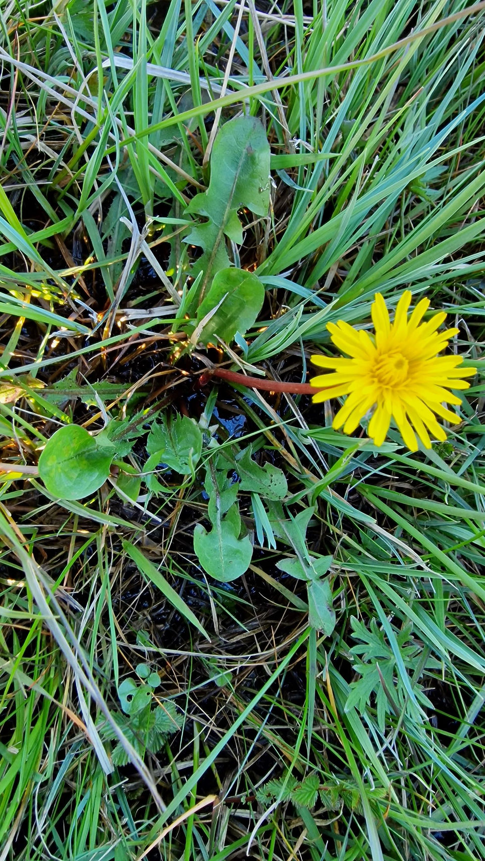 Thumbnail: Taraxacum fulgidum