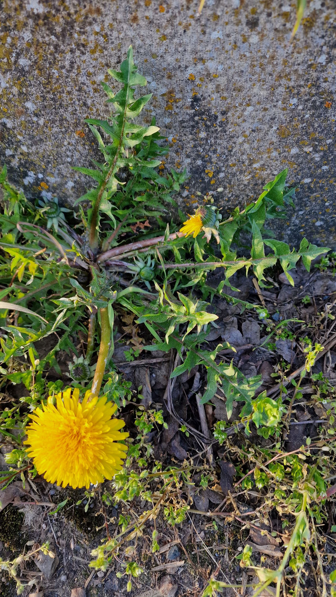 Taraxacum acutifidum