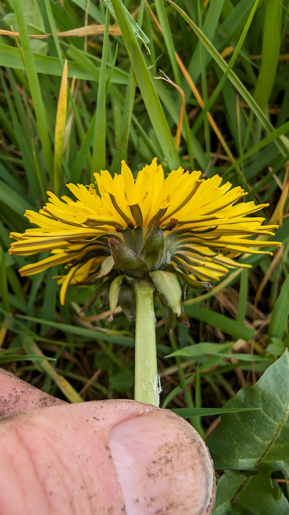 Taraxacum fulgidum