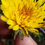 Thumbnail: Taraxacum subexpallidum