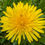 Thumbnail: Taraxacum coartatum