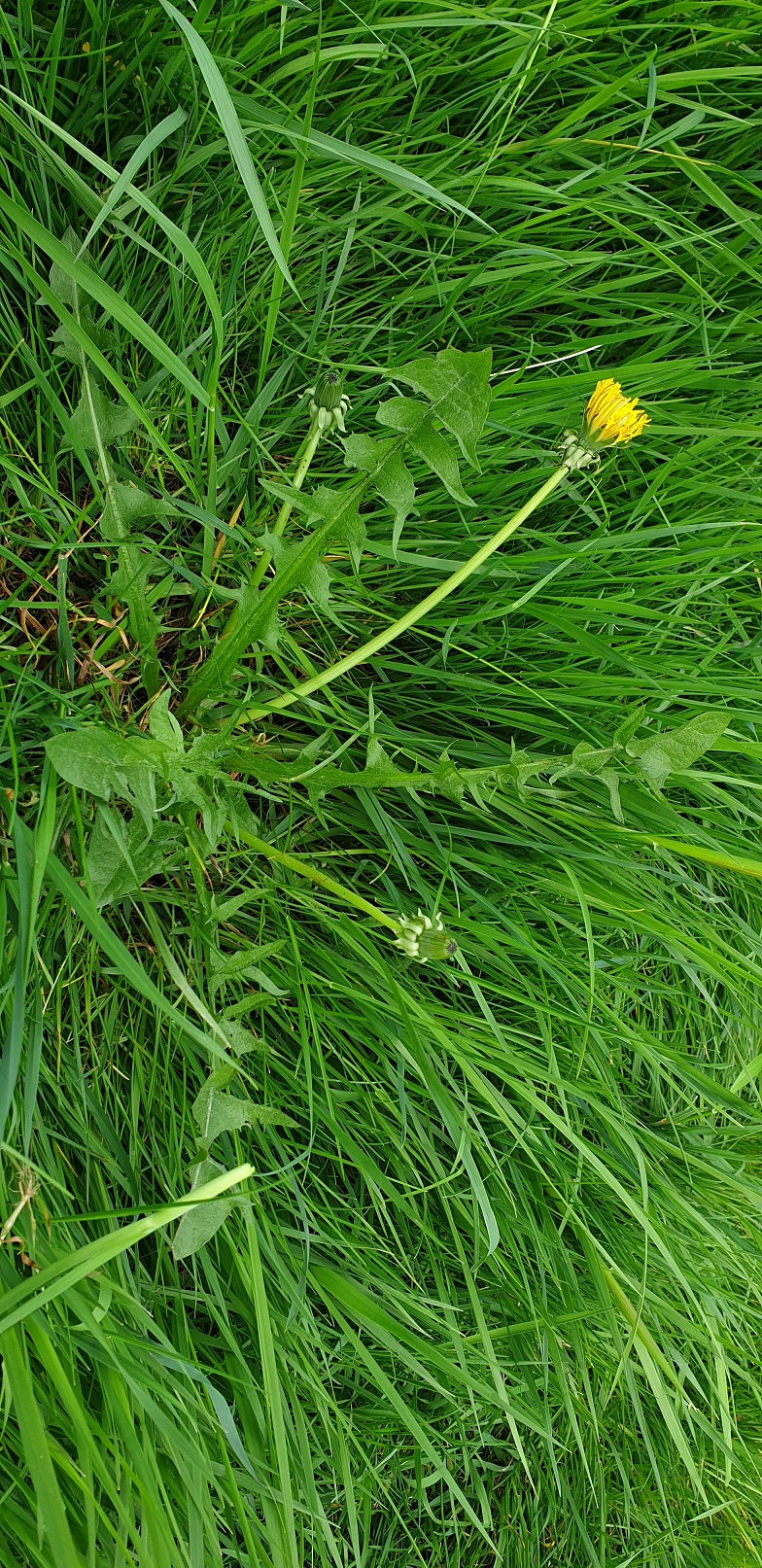 Thumbnail: Taraxacum undulatiflorum