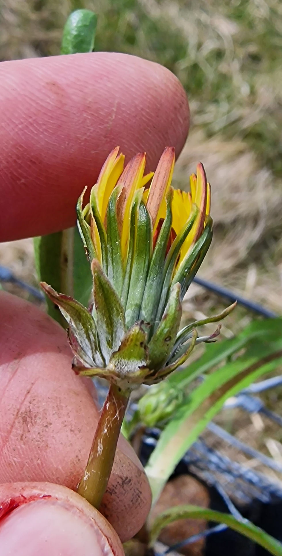 Thumbnail: Taraxacum landmarkii