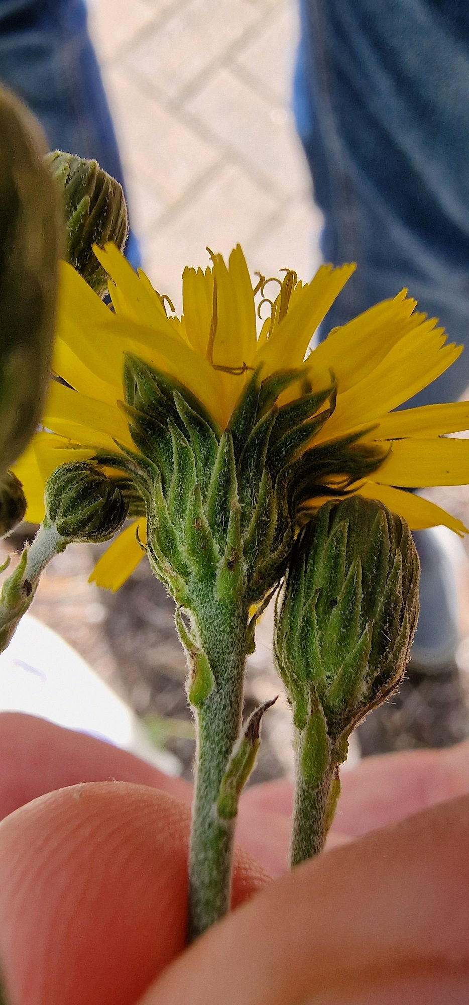 Thumbnail: 135.034.008 Hieracium sabaudum forma bladonii