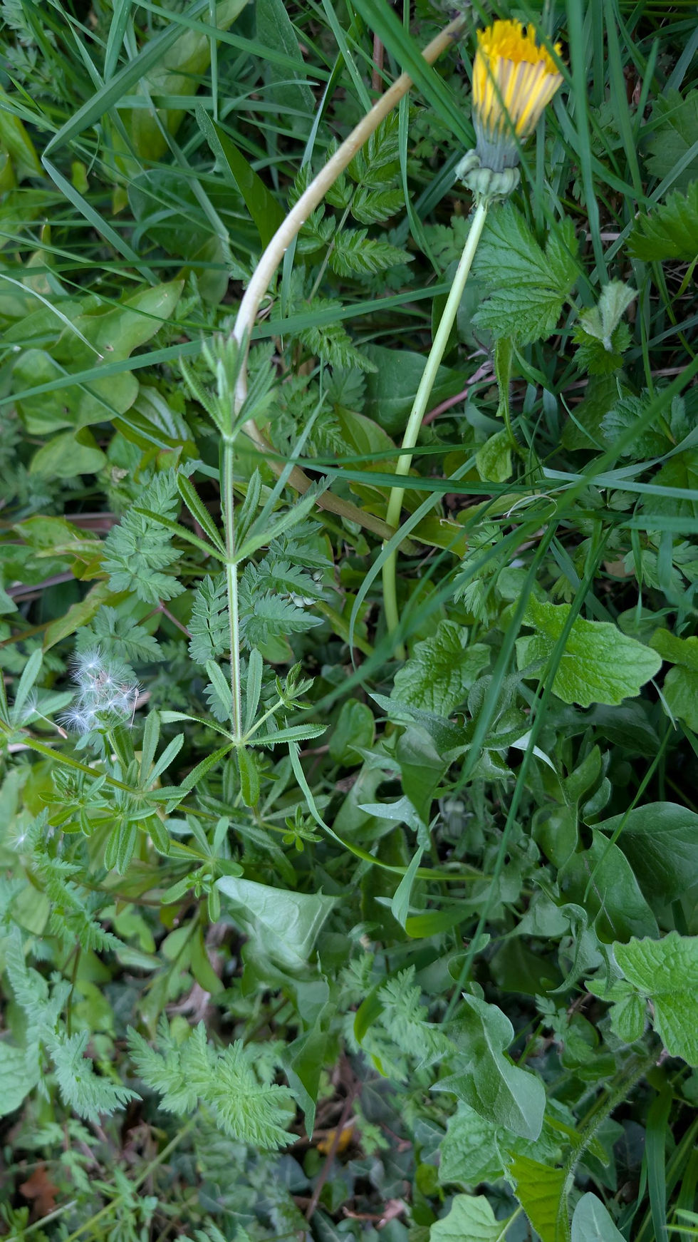 Thumbnail: Taraxacum pectinatiforme