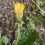 Thumbnail: Taraxacum lingulatum