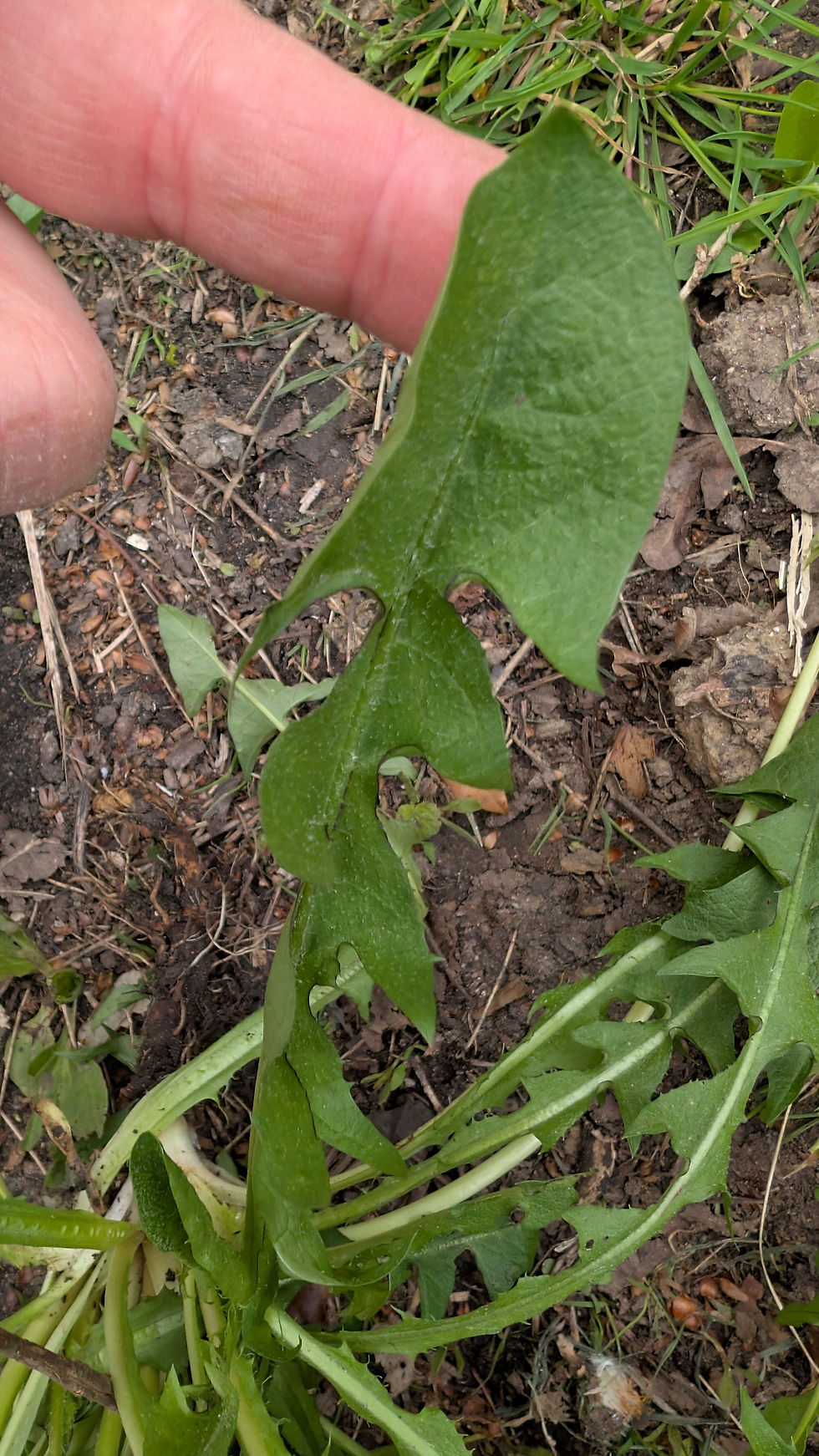 Thumbnail: Taraxacum latissimum