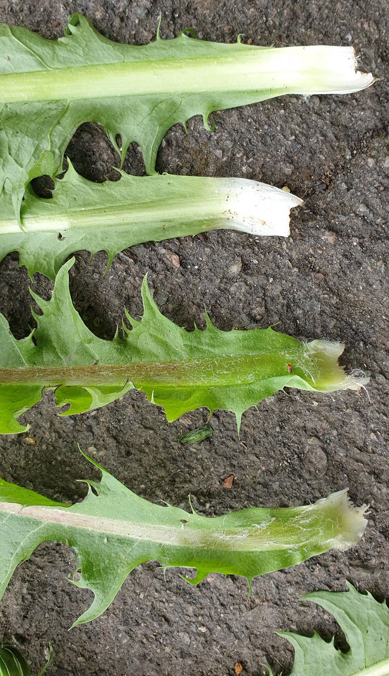 Thumbnail: Taraxacum sellandii