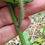 Thumbnail: Hieracium sublepistoides