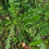 Thumbnail: Taraxacum tenebricans