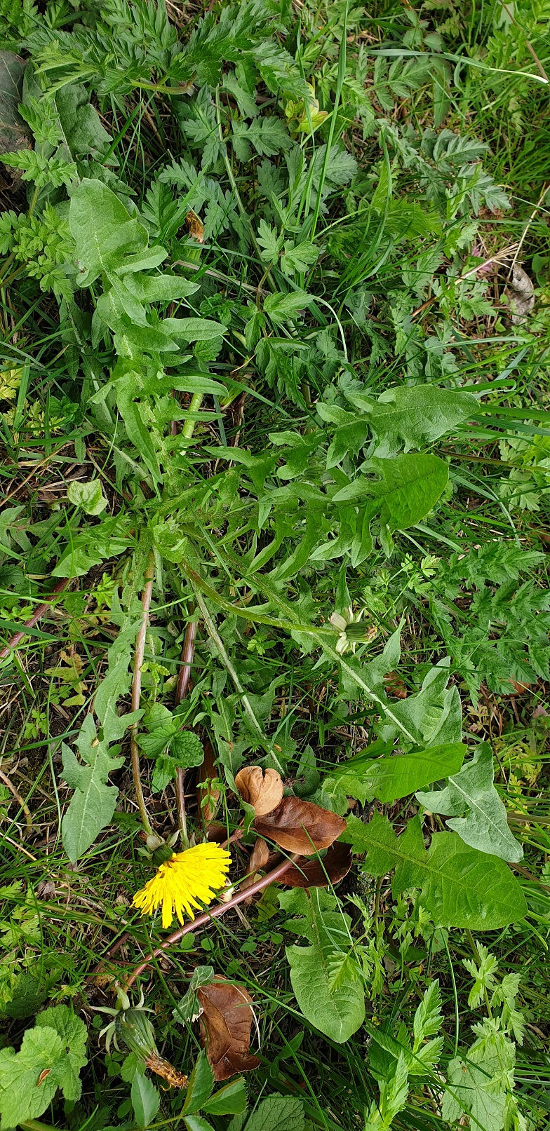 Taraxacum tenebricans
