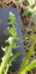 Thumbnail: Taraxacum corynodes