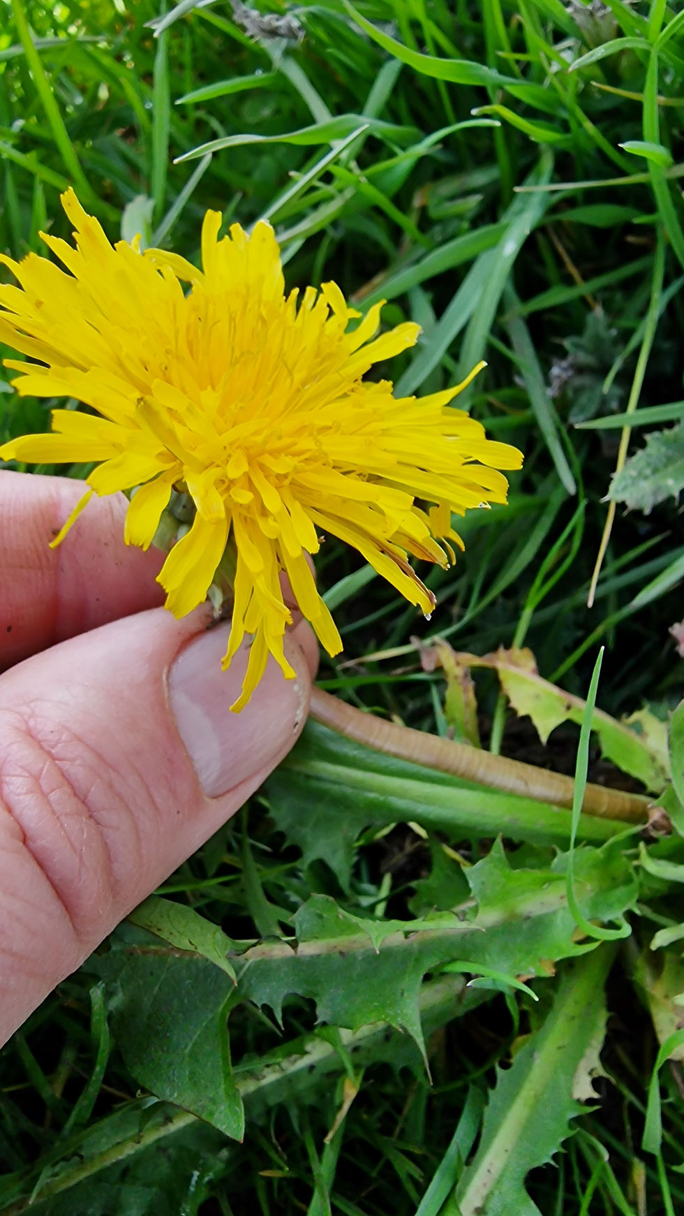 Thumbnail: Taraxacum sundbergii