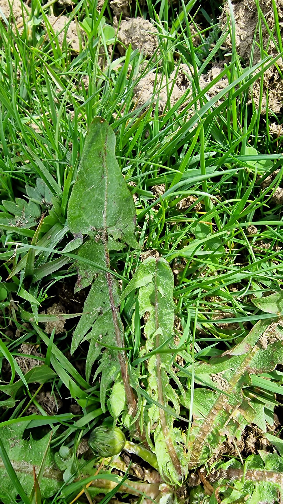 Thumbnail: Taraxacum stictophyllum