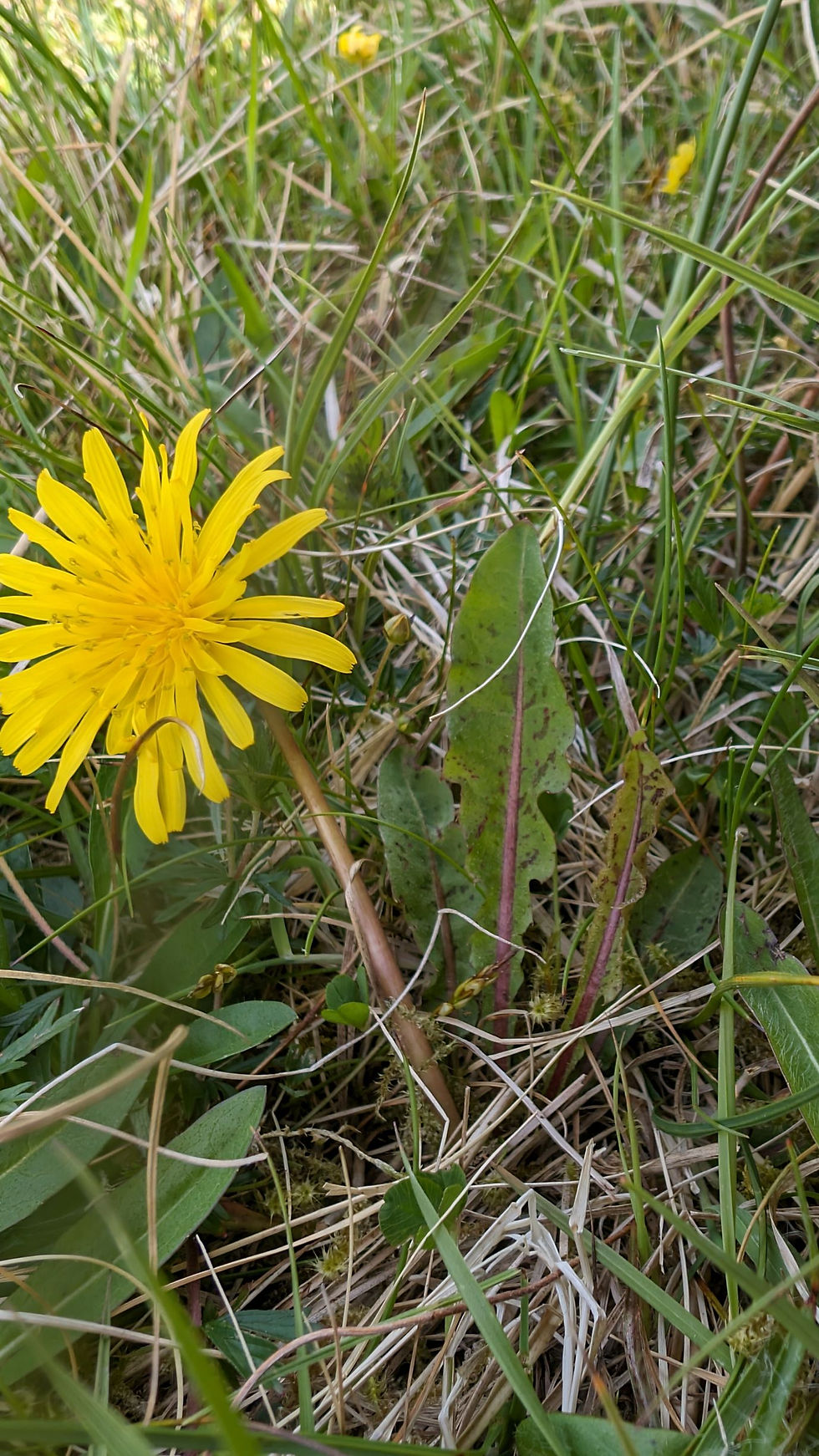 Thumbnail: Taraxacum palmeri