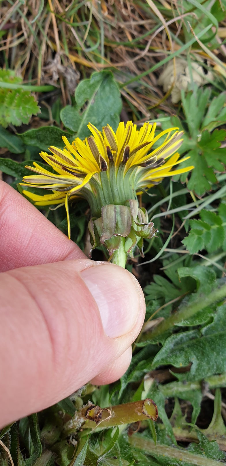 Thumbnail: Taraxacum tumentilobum