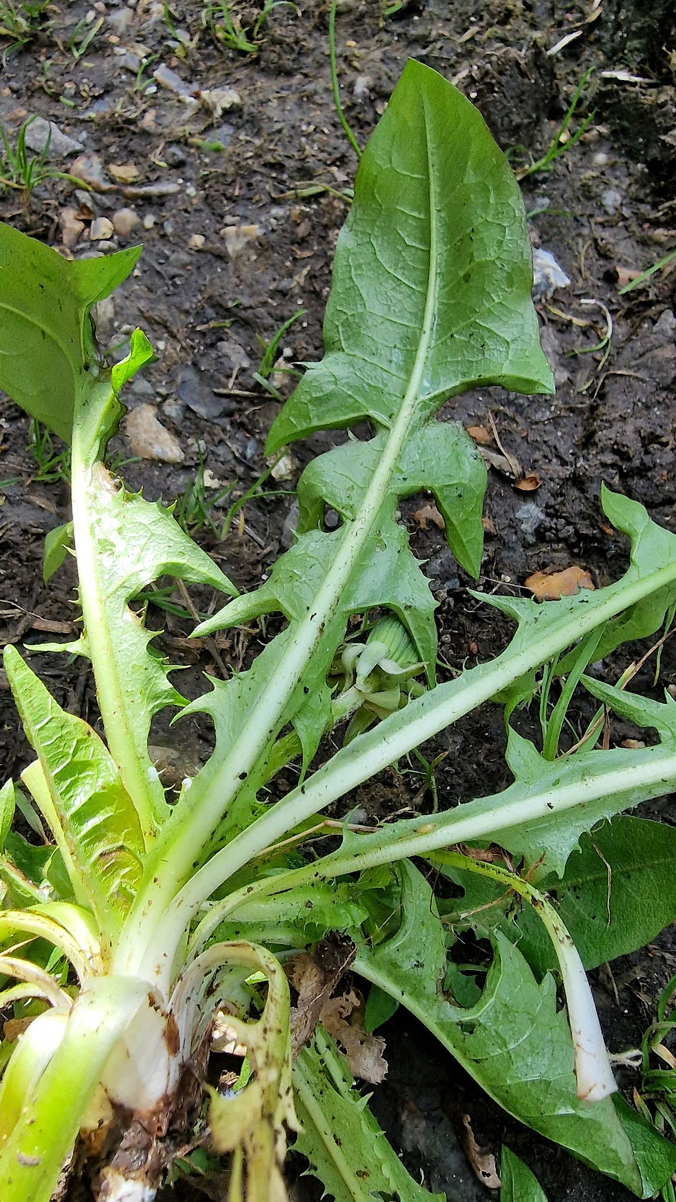 Thumbnail: Taraxacum pallidipes
