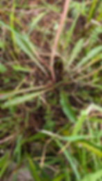 Taraxacum palustrisquameum