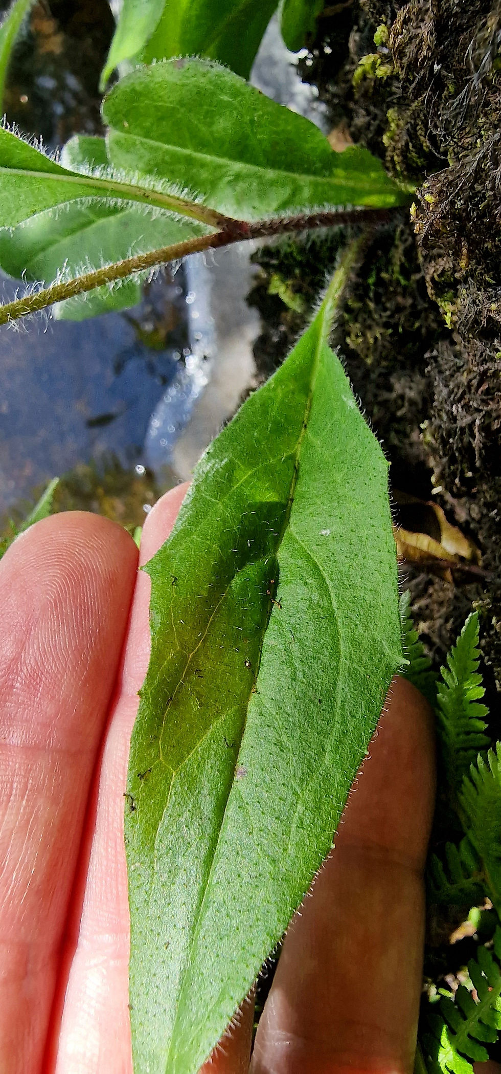 Thumbnail: Hieracium apheles