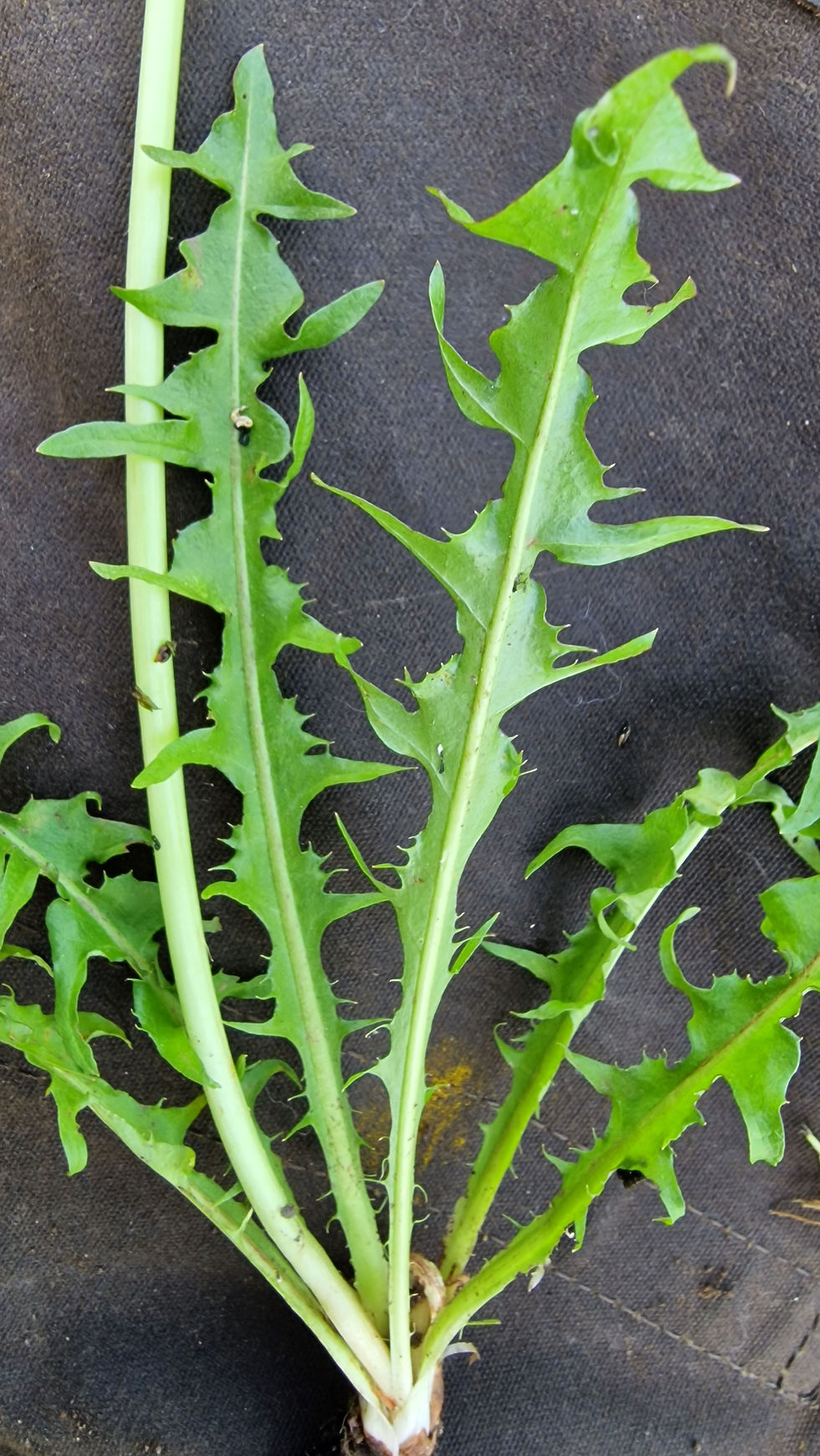 Thumbnail: Taraxacum lacerifolium