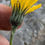 Thumbnail: Hieracium maculoides