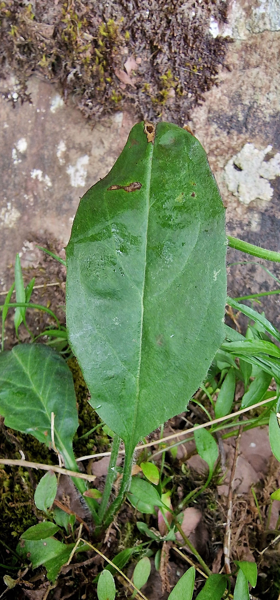 Thumbnail: Hieracium siluriense
