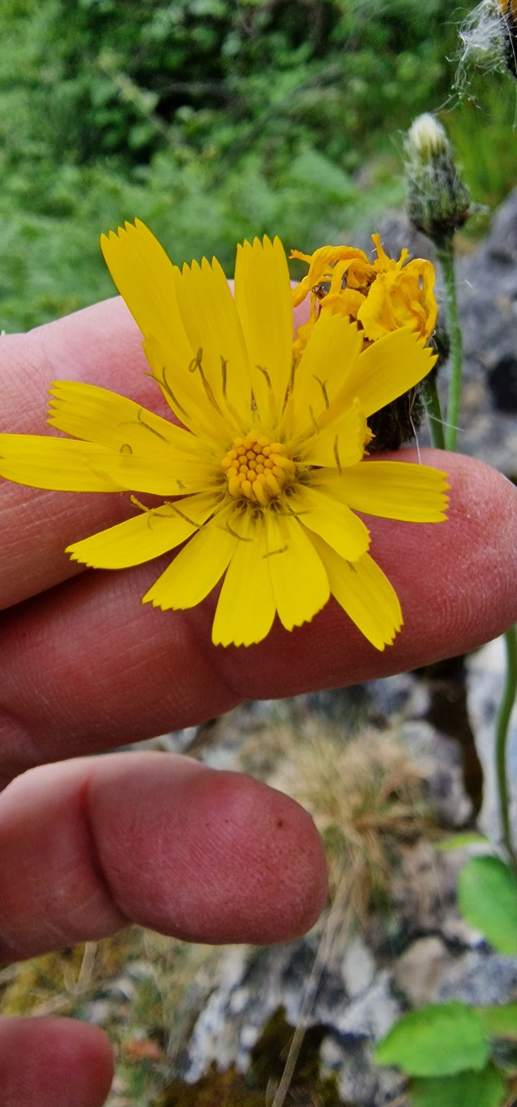 Thumbnail: Hieracium asteridiophyllum