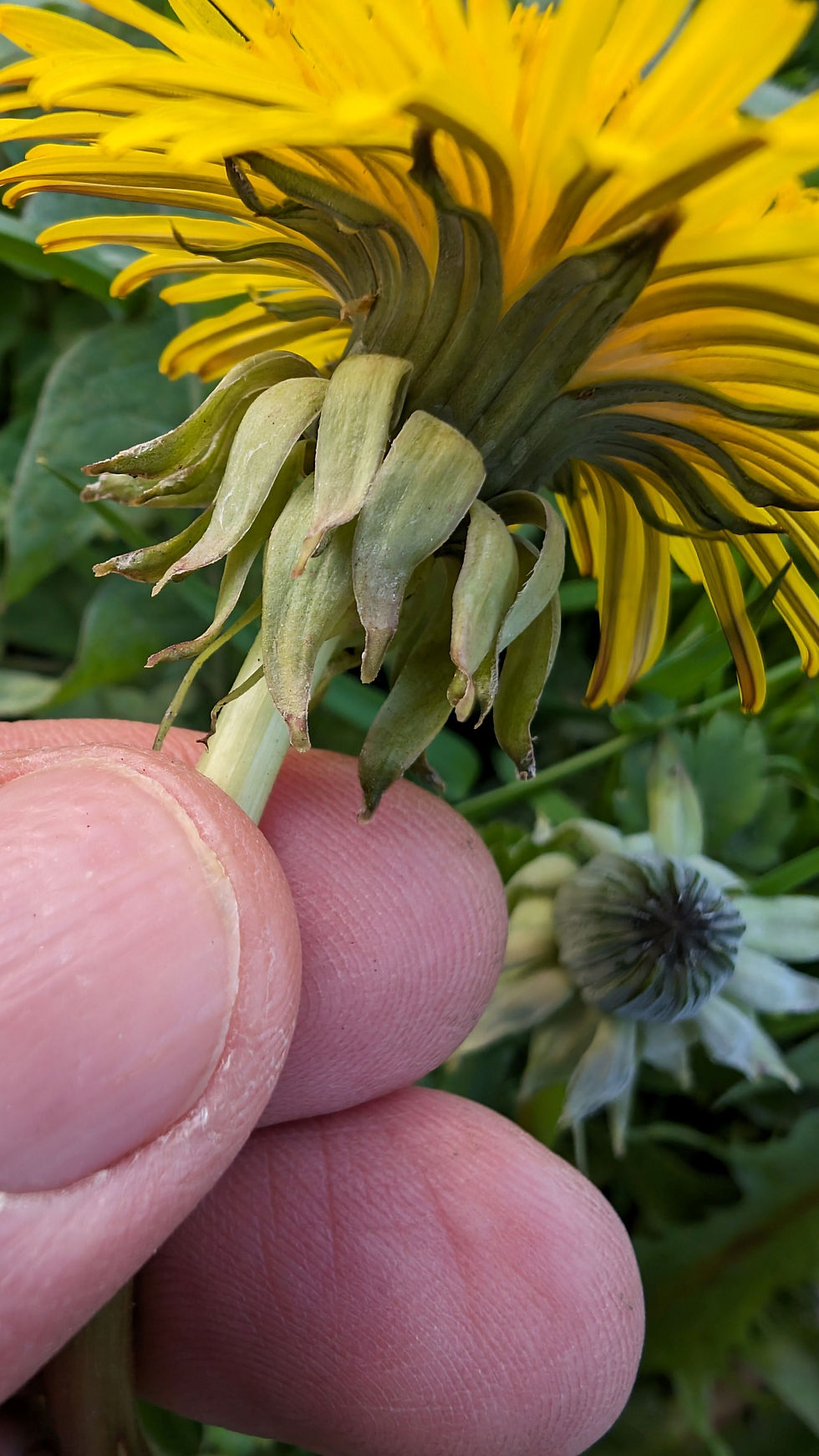 Thumbnail: Taraxacum intumescens