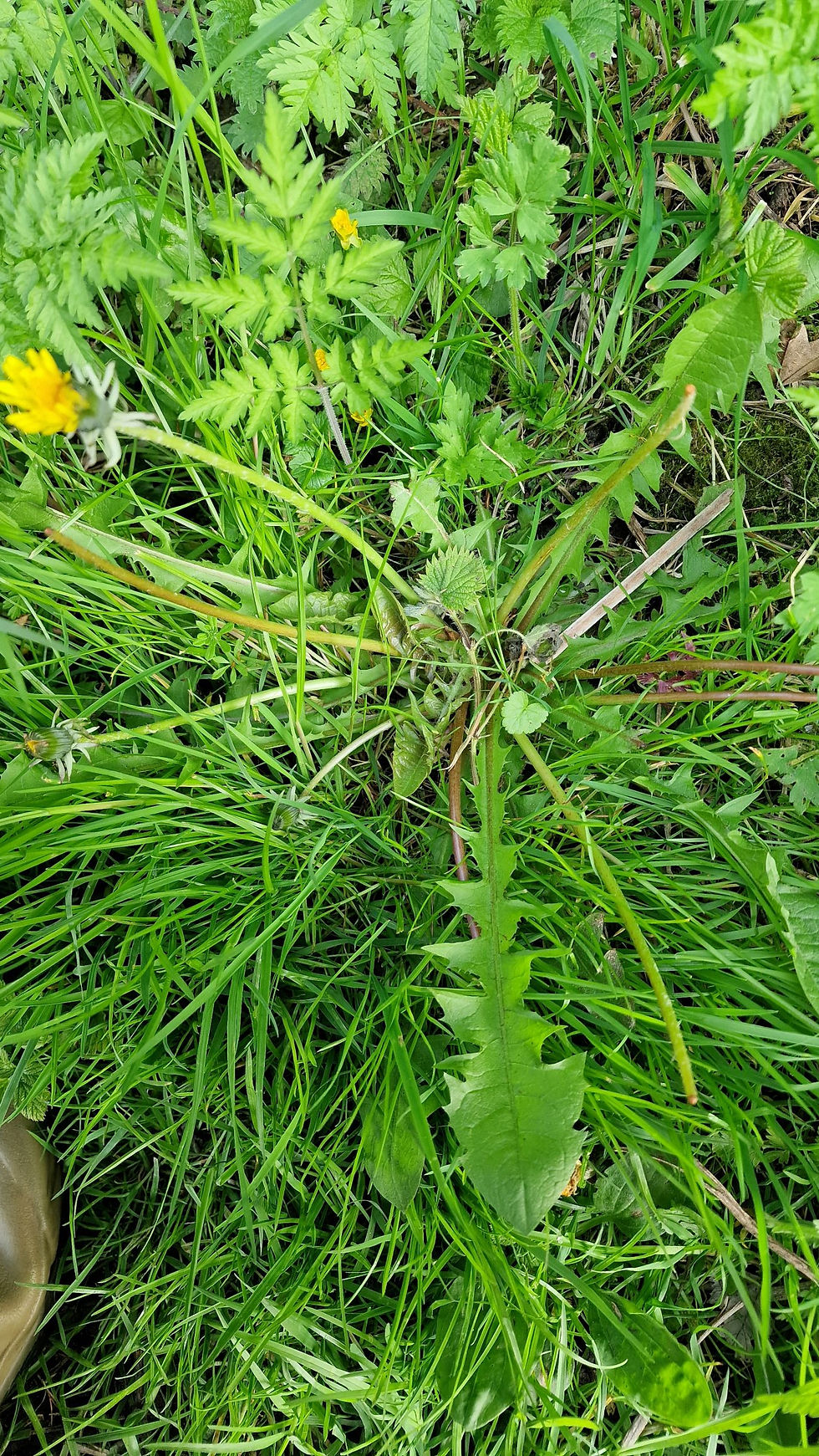 Taraxacum obliquilobum