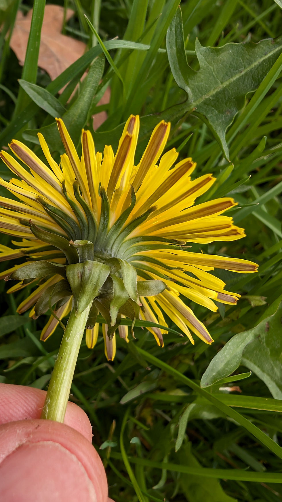 Thumbnail: Taraxacum acutifrons