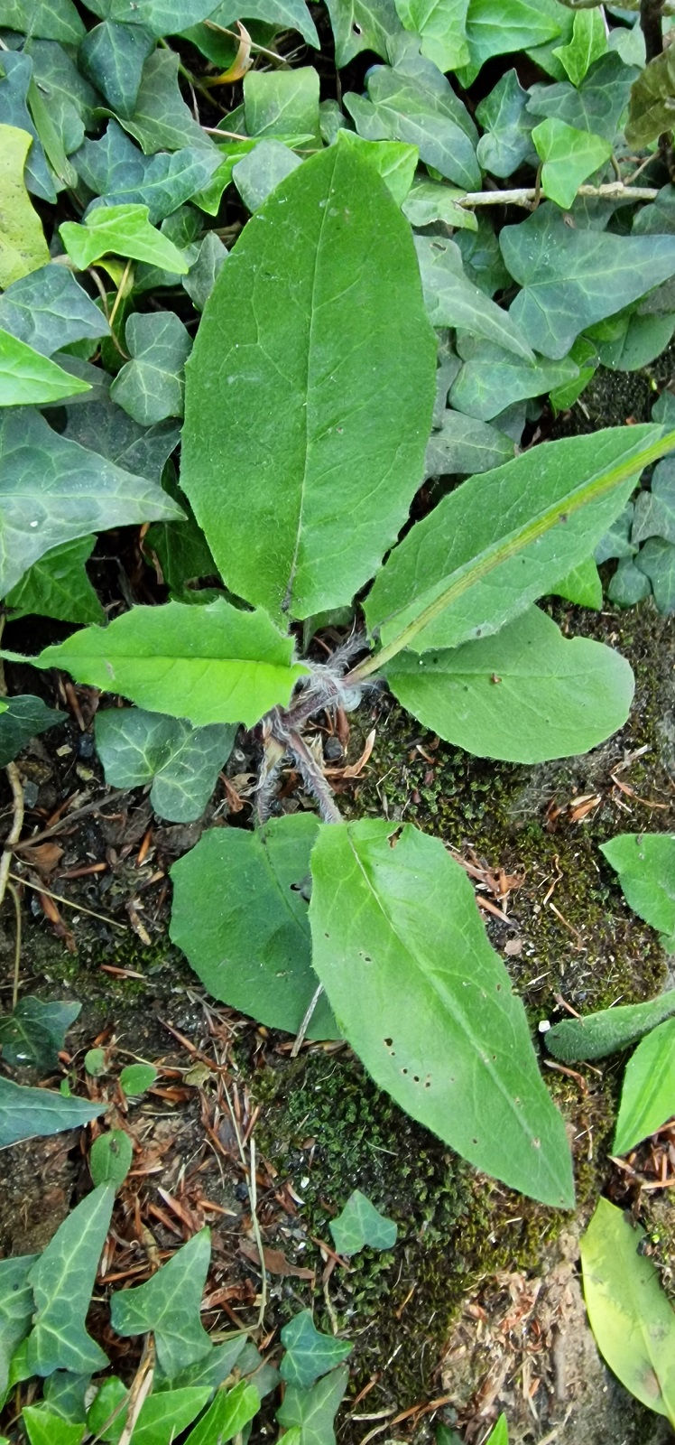 Thumbnail: Hieracium sublepistoides