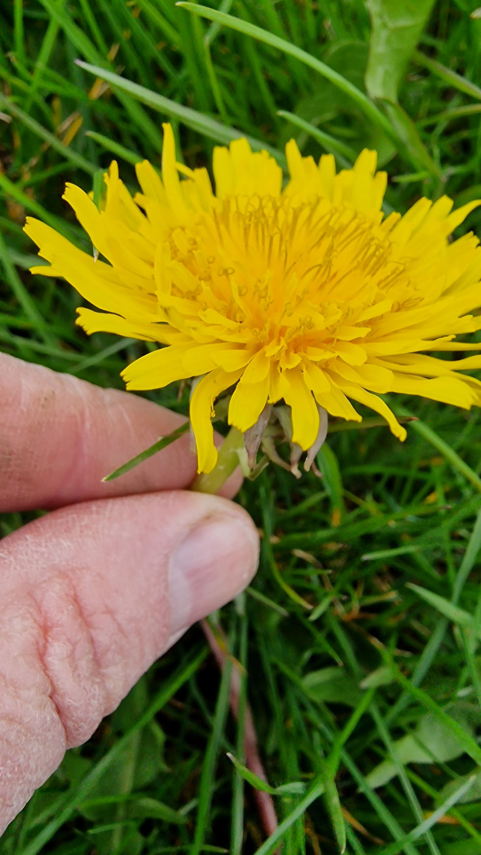 Thumbnail: Taraxacum lunare