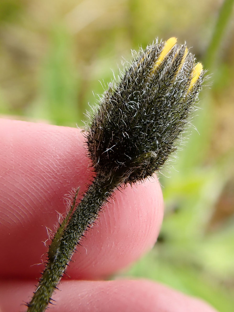 Thumbnail: Hieracium pseudanglicum