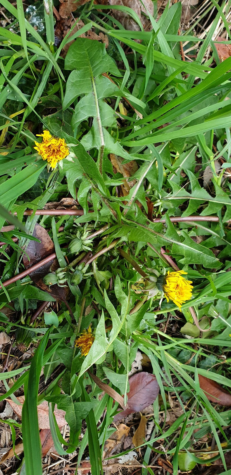 Thumbnail: Taraxacum valens