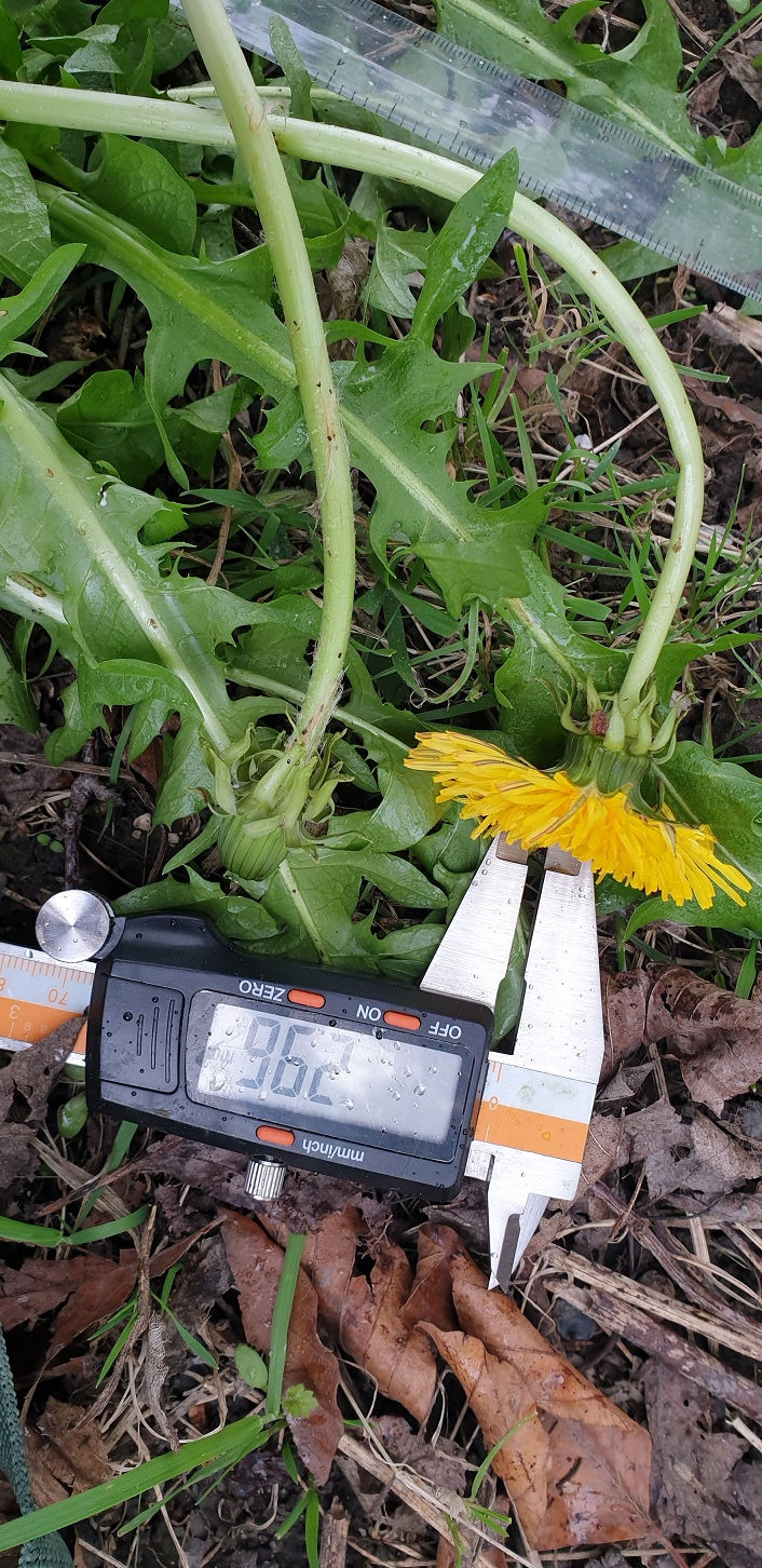 Thumbnail: Taraxacum latissimum