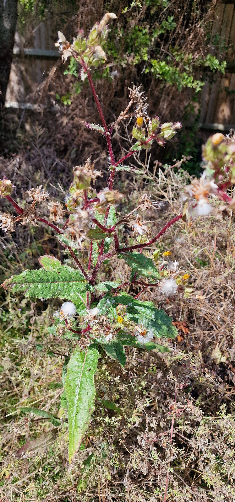 Thumbnail: Helminthotheca echioides Bristly Oxtongue