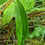 Thumbnail: Hieracium linguans