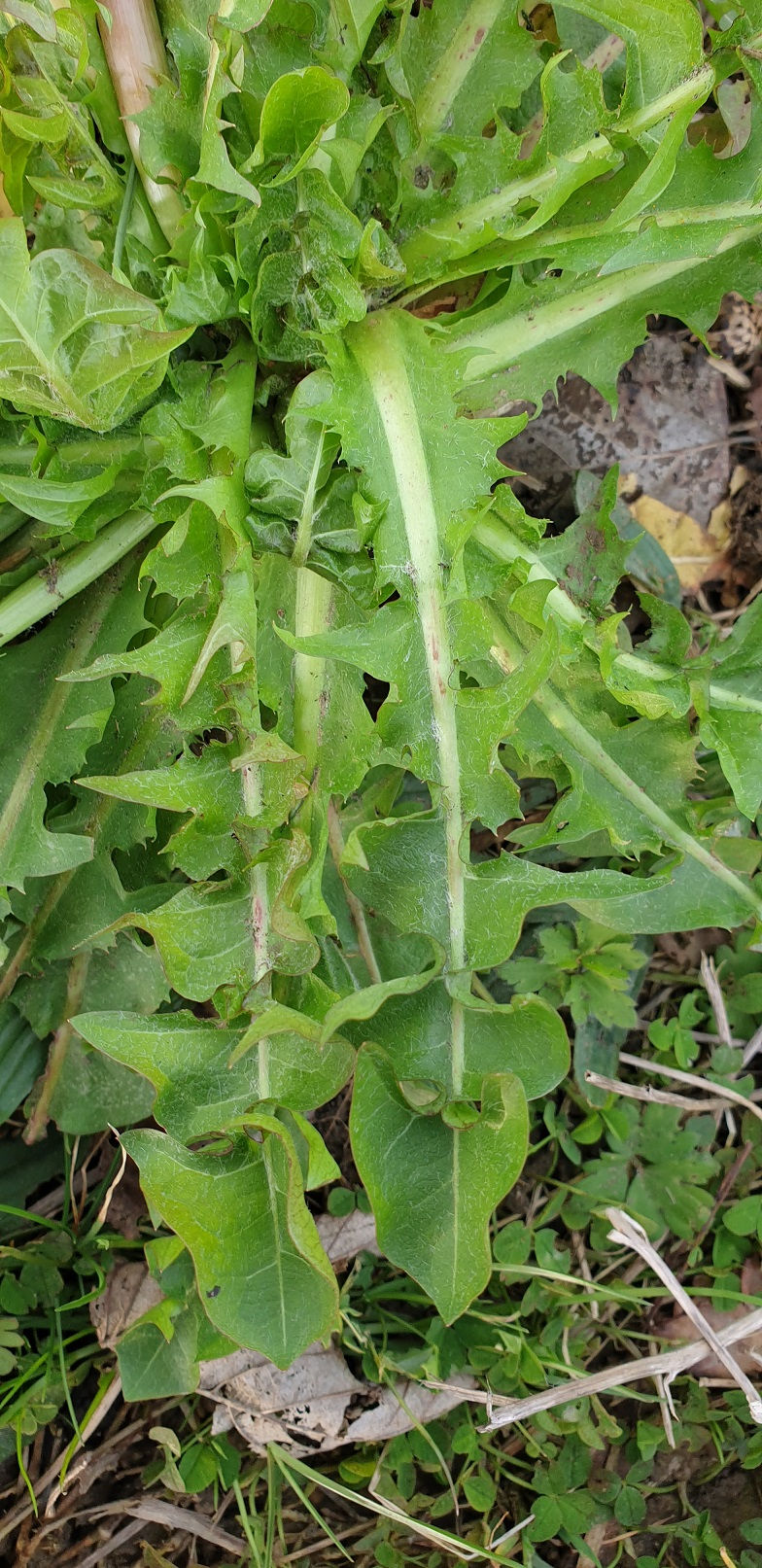 Thumbnail: Taraxacum undulatum