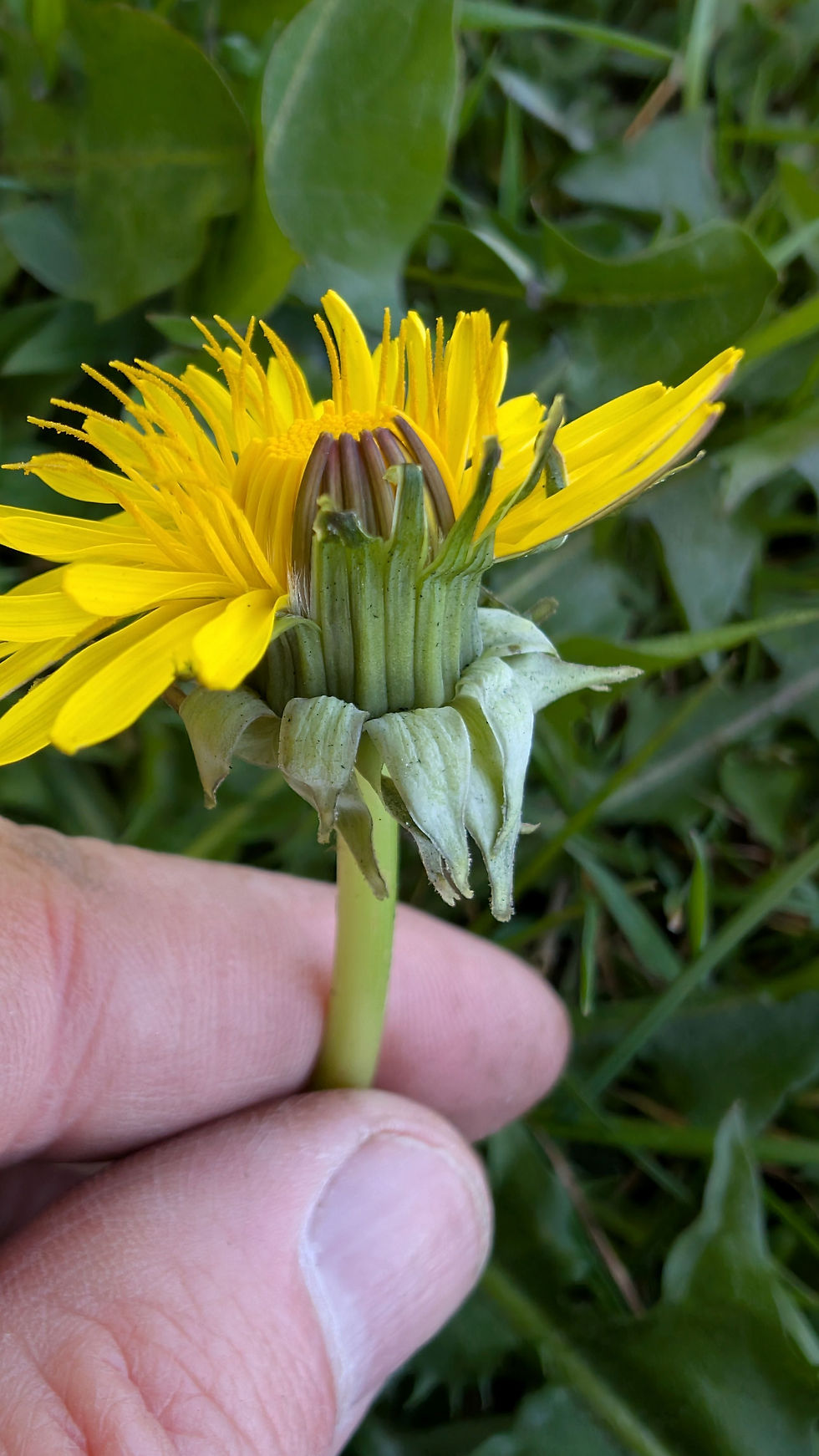Thumbnail: Taraxacum aequilobum