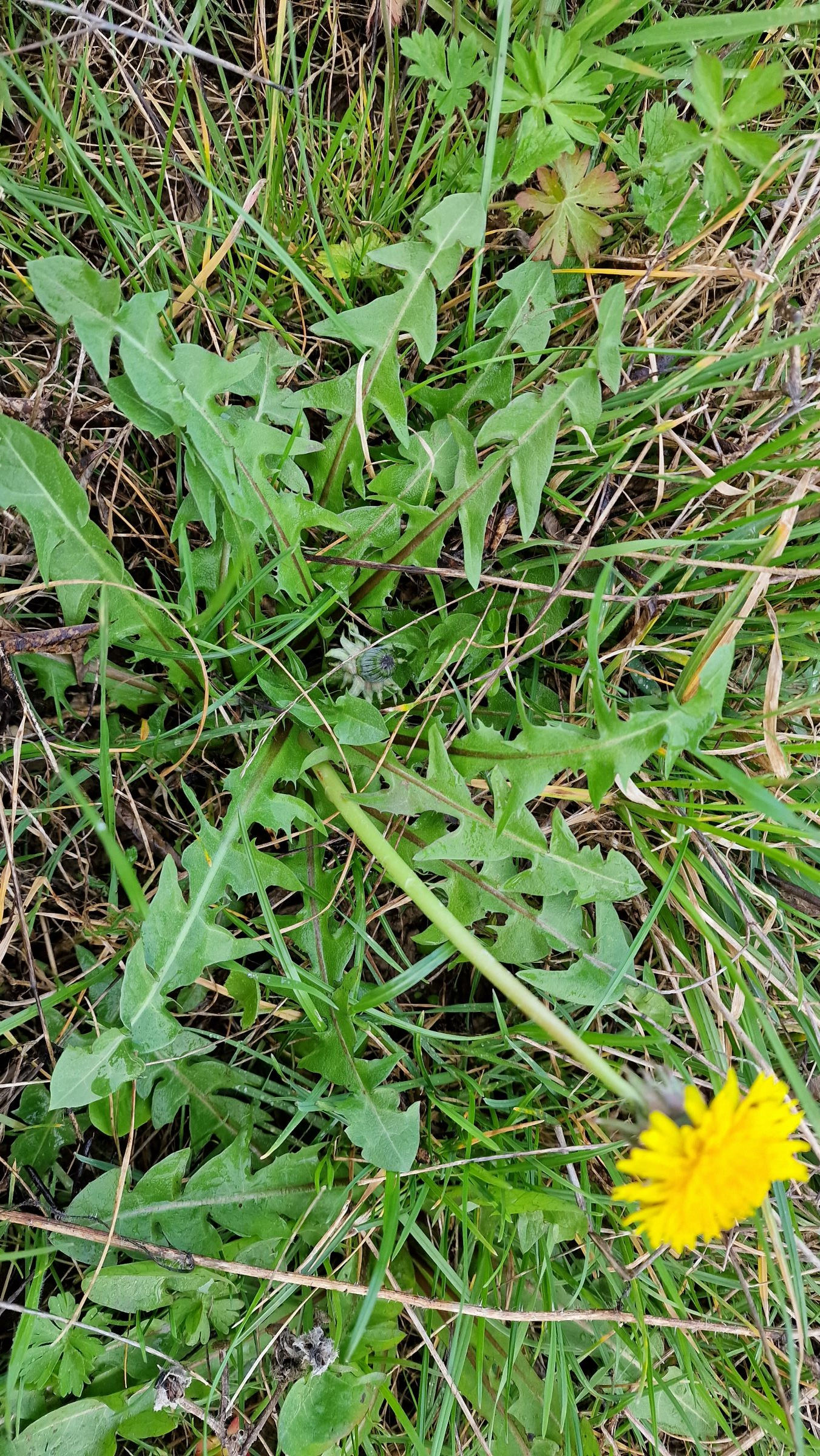 Taraxacum latens
