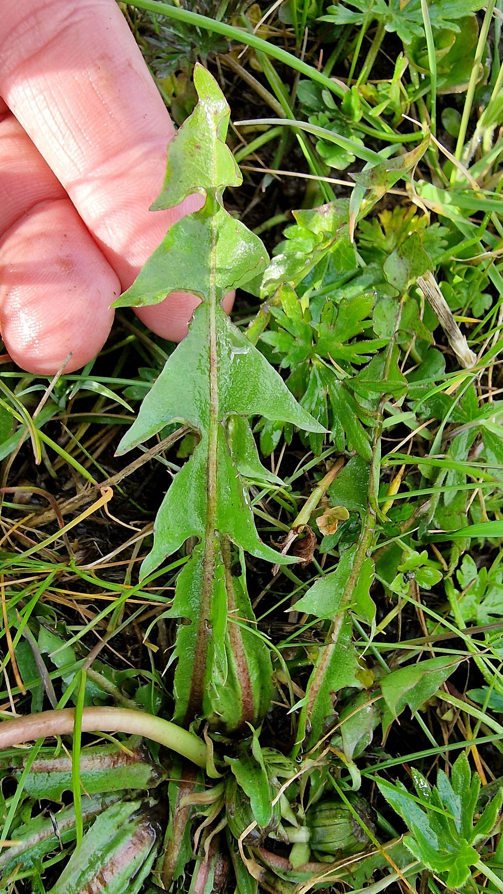 Thumbnail: Taraxacum excellens