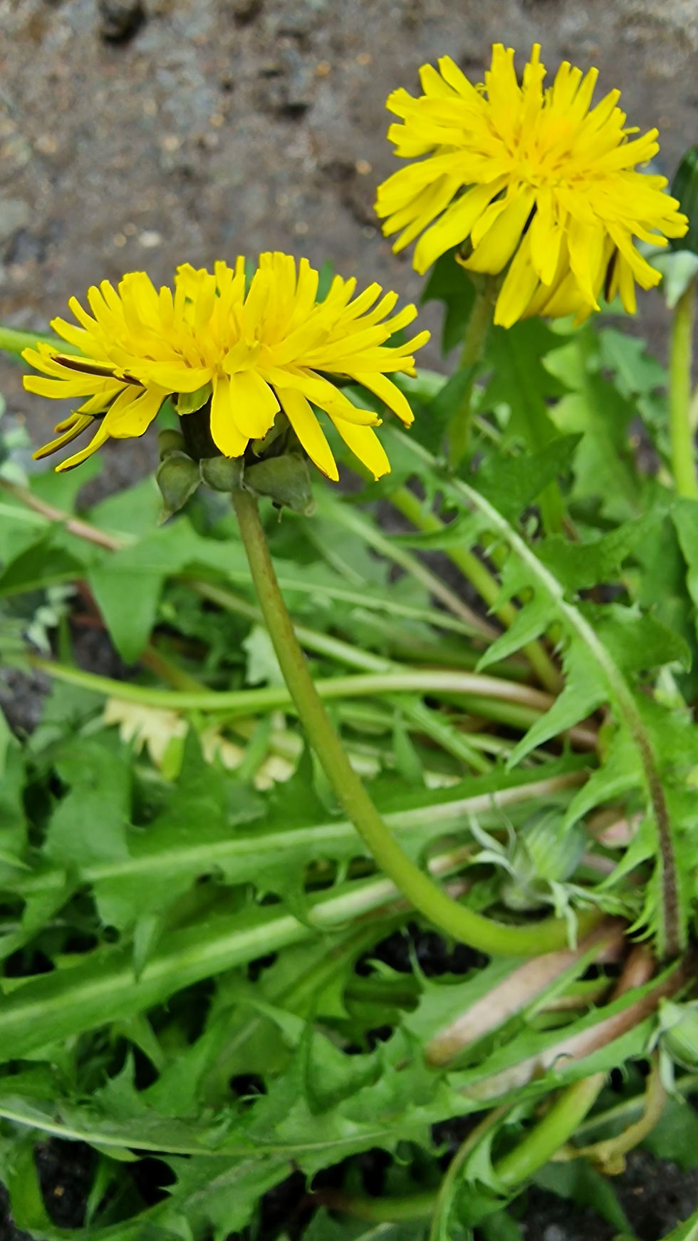 Taraxacum proximiforme