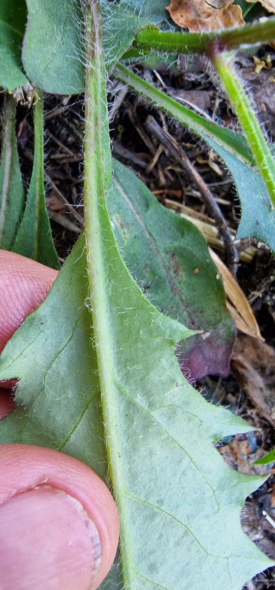 Hieracium lepiduloides